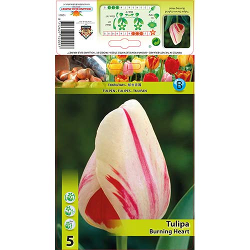 Lalele Burning Heart imagine 1 articol 70292