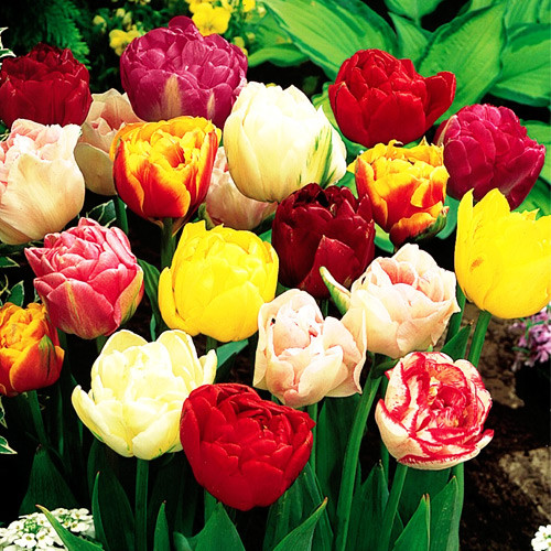 Lalele Dressing, Mix de culori imagine 1 articol 200513