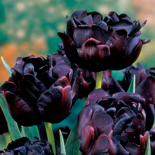 Lalele duble ”Black Hero” imagine 1 articol 100148