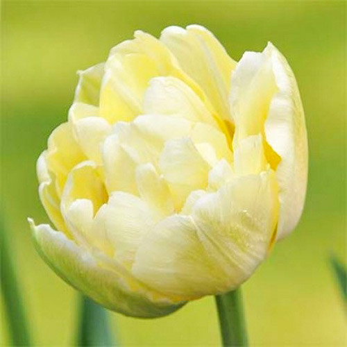 Lalele duble Monte Sweet imagine 1 articol 67466