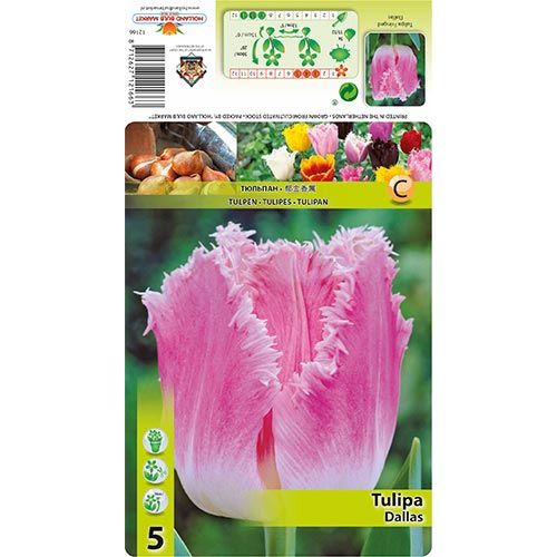 Lalele Dallas imagine 1 articol 67694