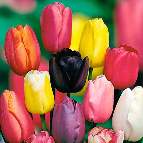 Lalele Gigant, mix de soiuri imagine 1 articol 2002598