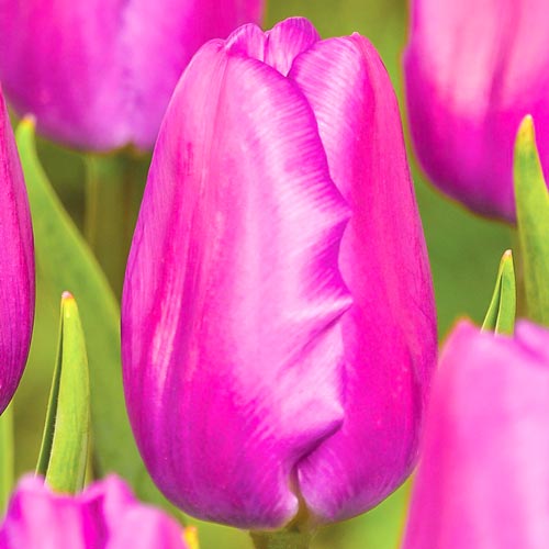 Lalele Holland Beauty imagine 1 articol 67861