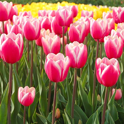 Lalele Jumbo Beauty imagine 1 articol 67725