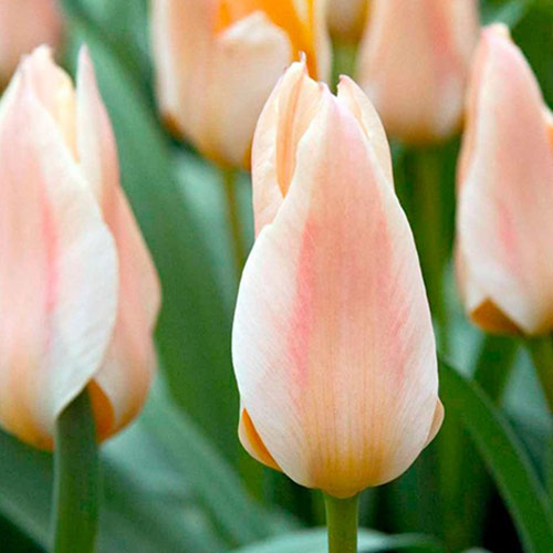 Lalele pitice Little Girl  imagine 1 articol 67765