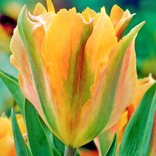 Lalele viridiflora Artist imagine 1 articol 67688