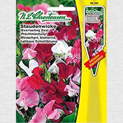 Lathyrus latifolius (Măzăriche), mix multicolor imagine 1 articol 69324