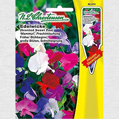 Lathyrus odoratus (Sângele voinicului) Mammut, mix multicolor imagine 1 articol 69325