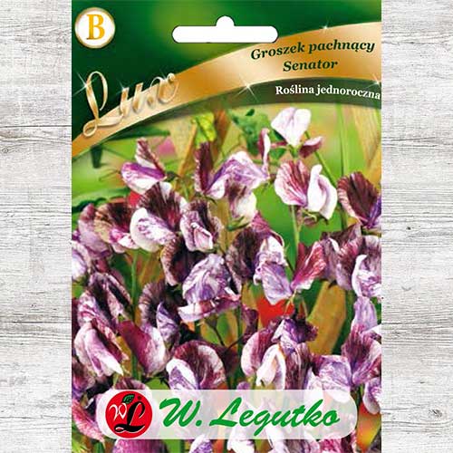 Lathyrus odoratus (Sângele voinicului) Senator Legutko imagine 1 articol 86748