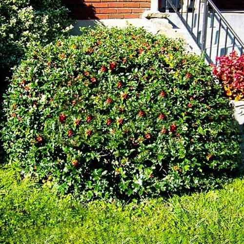 Laur Blue Princess imagine 1 articol 4064