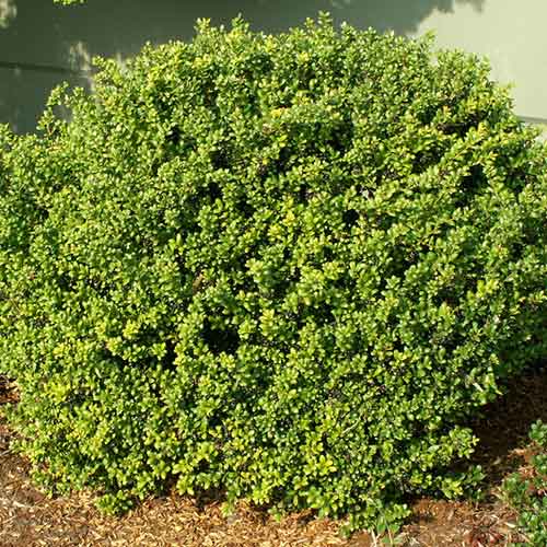 Laur Caroline Upright imagine 1 articol 3952