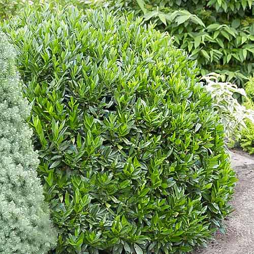 Laur englezesc Gajo imagine 1 articol 3970