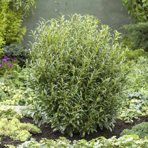 Laur Englezesc (Prunus laurocerasus) Sofia PBR, C3 imagine 1 articol 8570