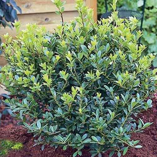 Laur Glory Gem imagine 1 articol 4061