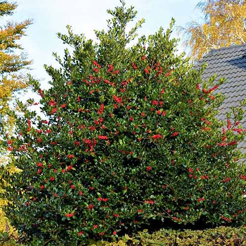 Laur Heckenblau imagine 1 articol 4065