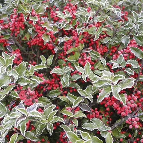 Laur (Ilex) Blue Princess, C2 imagine 1 articol 8551