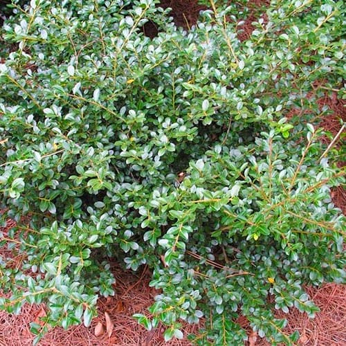 Laur Samurai imagine 1 articol 5088