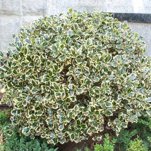 Laur Silver Queen imagine 1 articol 9541