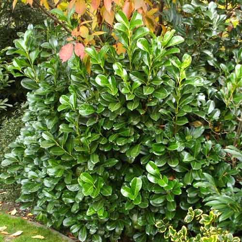 Laurocireș Etna imagine 1 articol 4107