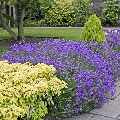 Lavandă Dwarf Blue, P9 imagine 1 articol 9069