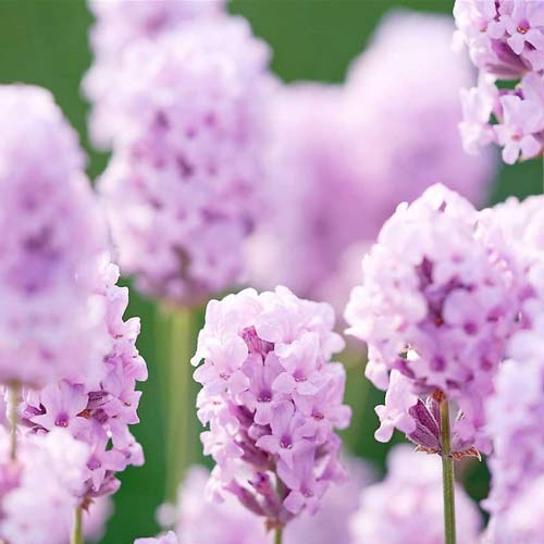 Lavandă Rosea imagine 2 articol 68691