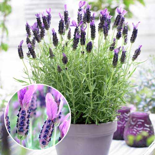 Lavandă Victory imagine 1 articol 9068