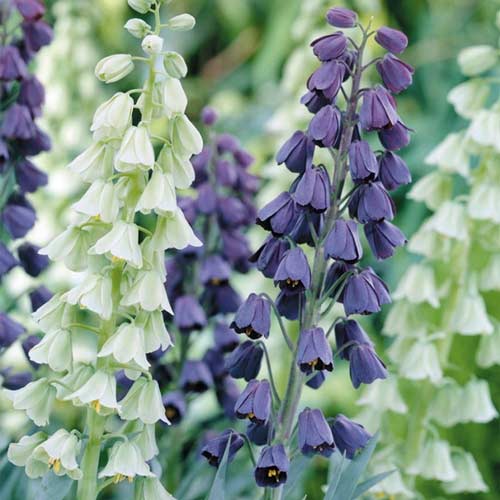 Super ofertă! Lalea imperială (Fritillaria), set de 2 soiuri imagine 1 articol 67930