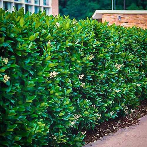 Lemn câinesc Green Century imagine 1 articol 4074