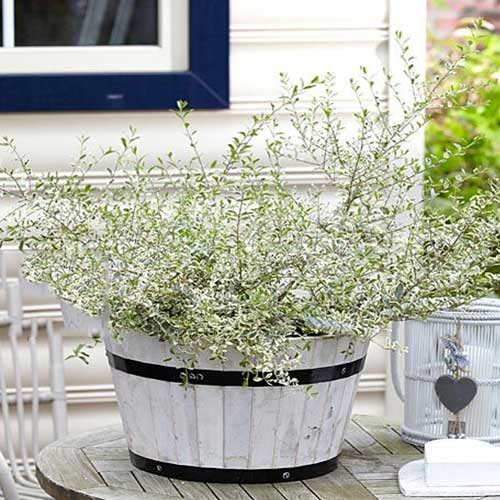 Lemn câinesc Musli imagine 1 articol 4463