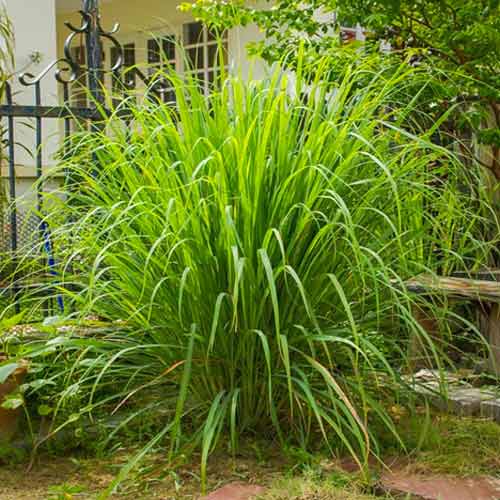 Iarbă de lămâie (Lemongrass) imagine 2 articol 69547