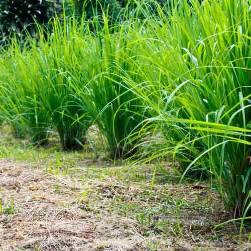 Iarbă de lămâie (Lemongrass) imagine 3 articol 69547