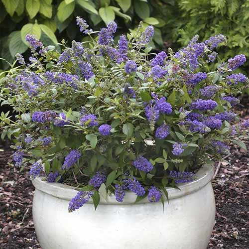 Летен люляк Blue Chip Jr PBR, С3 изображение 1 артикул 8511