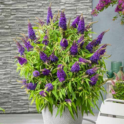 Летен люляк Little Purple изображение 1 артикул 77803