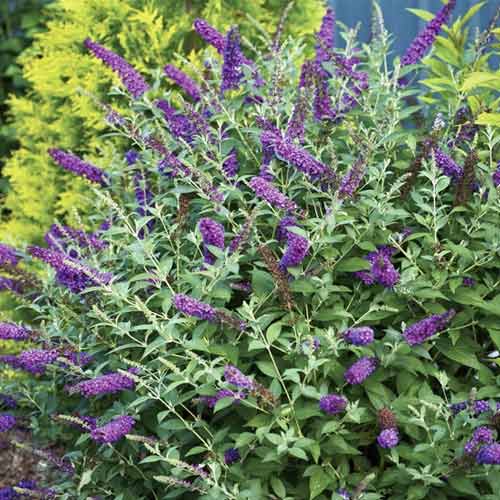 Летен люляк Miss Violet PBR, С3 изображение 1 артикул 8515