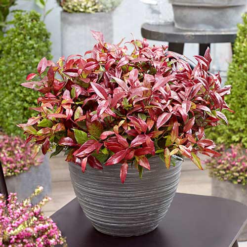 Leucothoe Red Lips imagine 1 articol 9535