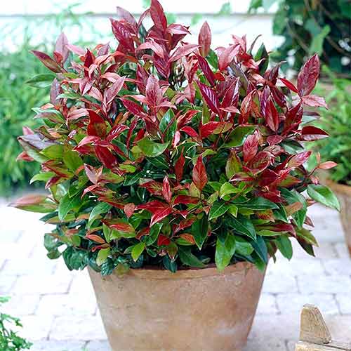 Leucothoe Scarletta imagine 1 articol 4073