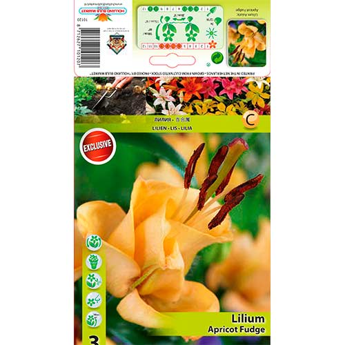 Lilia azjatycka Apricot Fudge interface.image 1 interface.art 76302