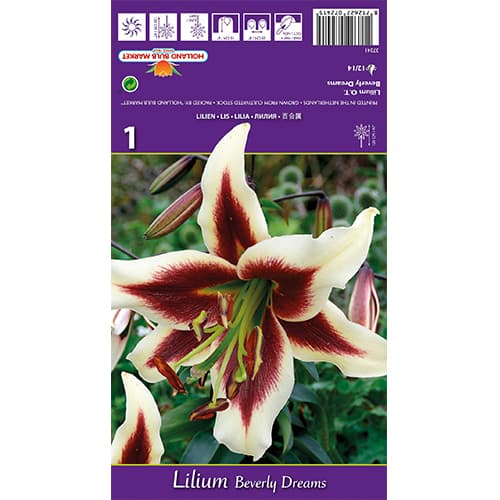 Lilia Beverly Dreams interface.image 1 interface.art 77840