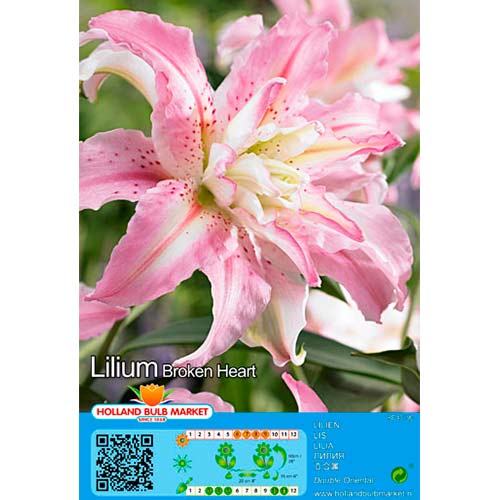 Lilia orientalna Broken Heart interface.image 1 interface.art 76466