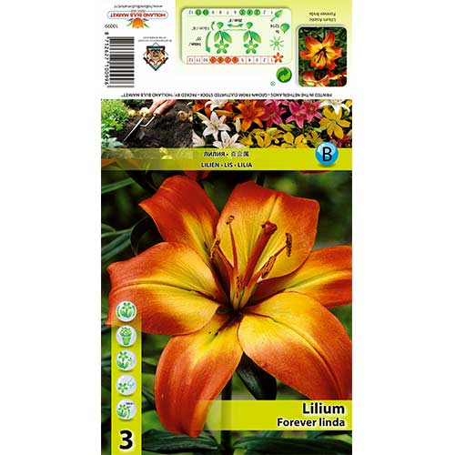 Lilia Forever Linda interface.image 1 interface.art 70431