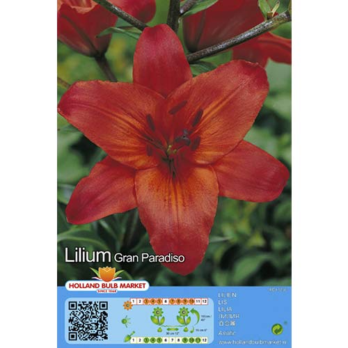 Lilia Gran Paradiso interface.image 1 interface.art 76467