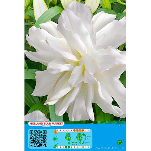 Lilia orientalna Lotus Ice interface.image 1 interface.art 76664