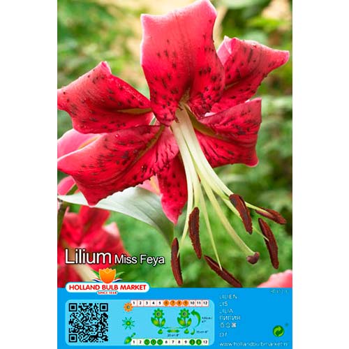 Lilia Miss Feya interface.image 1 interface.art 76472