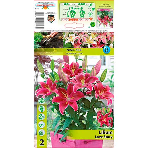 Lilia orientalna Love Story interface.image 1 interface.art 76313