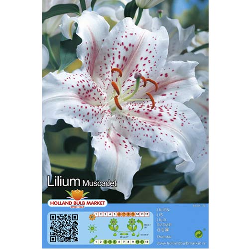 Lilia orientalna Muscadet interface.image 1 interface.art 76117