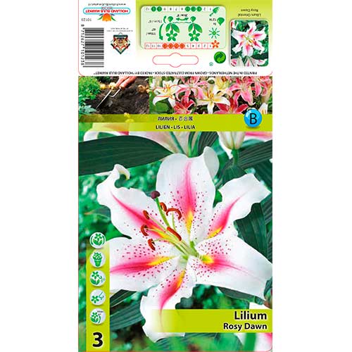 Lilia orientalna Rosy Dawn interface.image 1 interface.art 76322