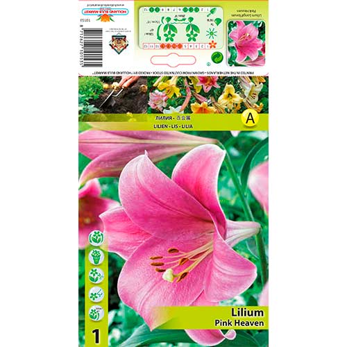 Lilia Pink Heaven interface.image 1 interface.art 76317