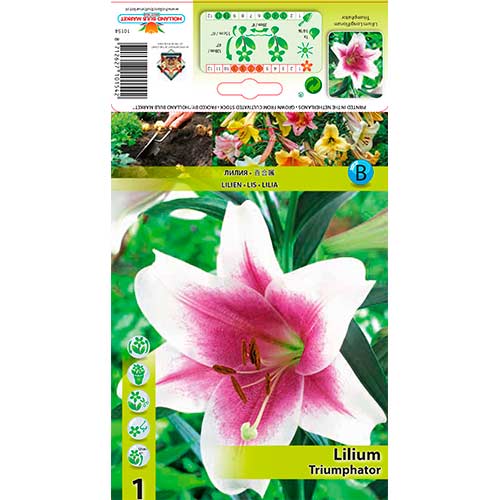 Lilia Triumphator interface.image 1 interface.art 76324