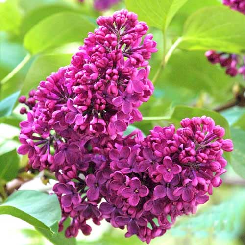 Liliac Charles Joly imagine 1 articol 9096