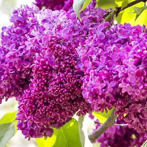 Liliac Charles Joly imagine 2 articol 9096